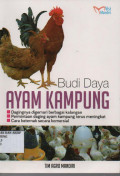 Budi daya ayam kampung